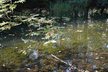 Zweige einer Eberesche mit Vogelbeeren über einer Wasserlandschaft im Wald bei Sonnenschein