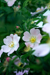 Rose hip bush strewn with pink flowers