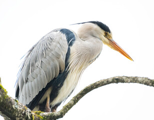 Grey Heron