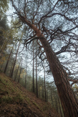 Fototapeta premium great pine