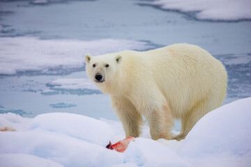 Large male polar bear finishes feasting on seal in Arctic