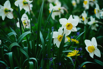 Obraz premium Daffodils in the soft light of early morning