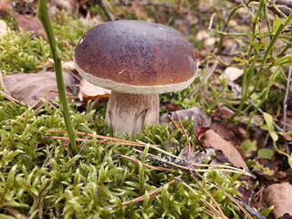 mushroom in the forest