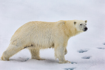 Obraz na płótnie Canvas Large male polar bear walking through snow