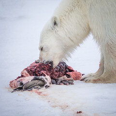 Large polar bear eats dead bloody seal