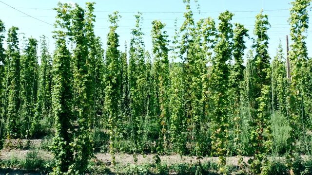 Hop plants growing on brewery farm, craft beer production business, agriculture