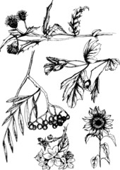 Collection of Botanicals