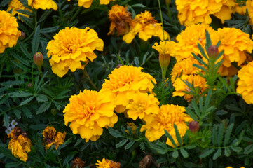 Yellow Marigolds in a Garden