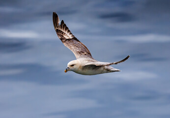 Northern Fulmar bird flying near Falkland Islands