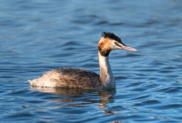 Great crested grebe