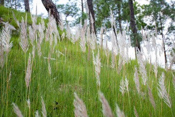 Wild jungle and flowers of Uttarakhand 