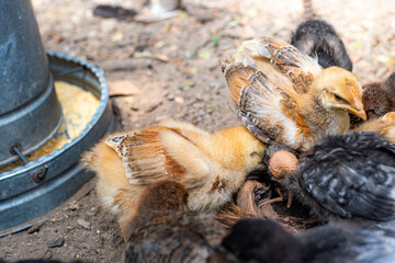 Field chickens growing up healthy on the farm