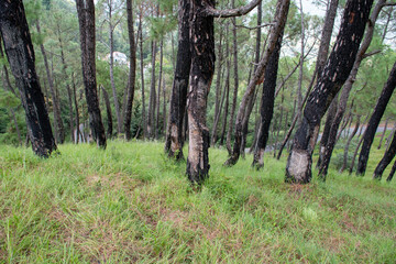 Wild jungle and flowers of Uttarakhand 