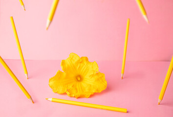pink background with with beautiful yellow flower and yellow wooden pencils