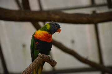 bird, parrot, lorikeet, colorful, rainbow, animal, green, red, beak, blue, australia, nature, wildlife, feather, parakeet, tropical, branch, feathers, wild, macaw, beautiful, color, exotic, colourful,