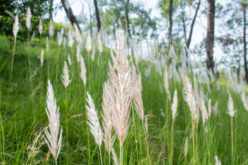 Wild jungle and flowers of Uttarakhand 