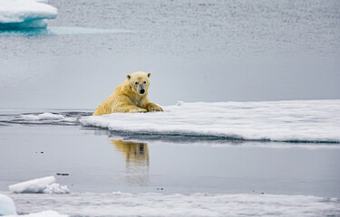 Polar bear crawls up on the ice near Spitzbergen, Norway