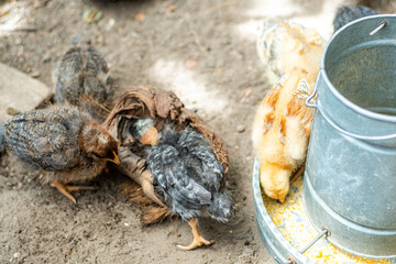 Field chickens growing up healthy on the farm