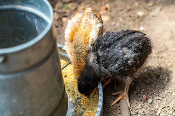 Field chickens growing up healthy on the farm