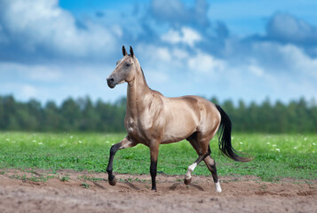 Golden buckskin akhal-teke horse runs free in summer field - 379702508