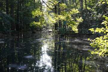 Sonnige, grüne Wasserlandschaft im Wald mit Spiegelungen (Spandauer Forst)