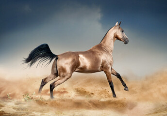 Golden bucksking akhal-teke horse running in desert - 379702541