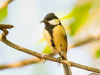 Coal Tit / Cole Tit