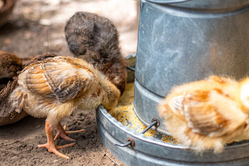 Field chickens growing up healthy on the farm