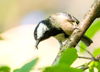 Obraz premium Coal Tit / Cole Tit