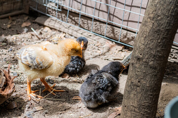 Field chickens growing up healthy on the farm