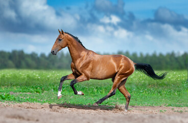 Naklejka na ściany i meble golden bay akhal-teke horse running in desert