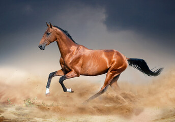Fototapeta na wymiar golden bay akhal-teke horse running in desert
