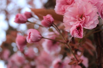 Obraz premium Rosa Blumenbusch