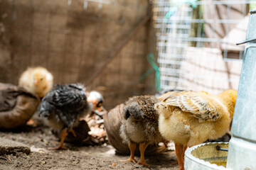 Field chickens growing up healthy on the farm