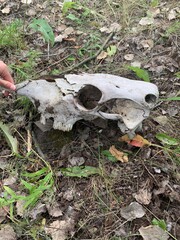 skull in the grass