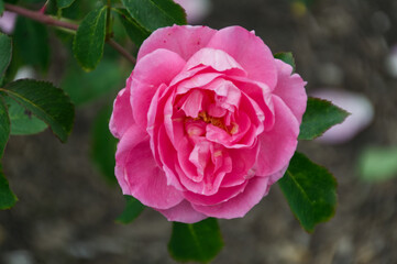Pink Rose Blooming in a Garden