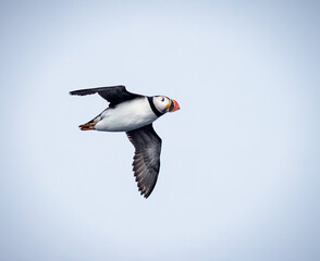Puffin flying with wings spread in Norway