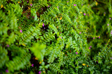 Garden stone path with grass growing up.Detail of a botanical garden.