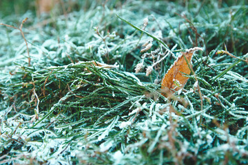 Frozen green grass on autumn time. Early frosts concept.