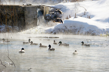 Mallard ducks swimming on a pond in the dead of winter.