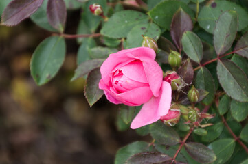 Pink Rose Blooming in a Garden