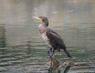 Great cormorant / Black Shag