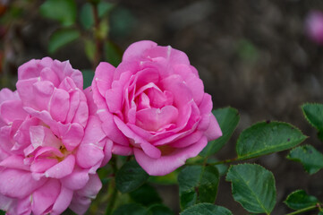Pink Rose Blooming in a Garden