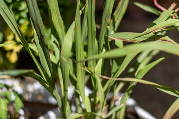 Lemon verbena leaves ready to make herbal teas and as a liqueur flavoring