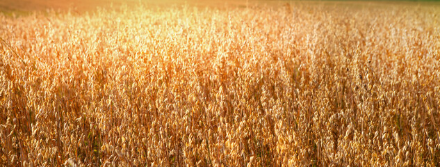 Ripe oats in the field as agricultural background.