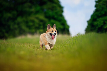 Naklejka na ściany i meble little funny red dog puppy Corgi runs merrily in the summer garden on the green grass