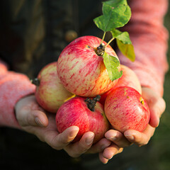 Pink with stripes fresh apples from branches in women's hands on a dark green background. Autumn harvest festival, agriculture, gardening, thanksgiving. Warm atmosphere, natural eco-friendly products
