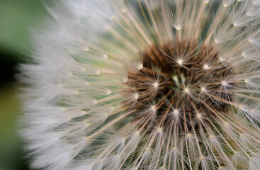 dandelion seed head