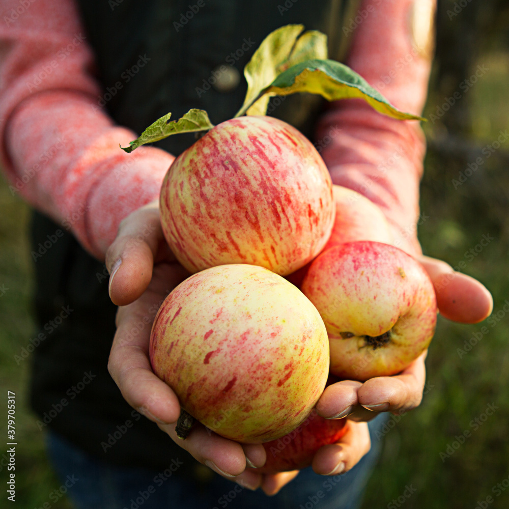 Wall mural pink with stripes fresh apples from branches in women's hands on a dark green background. autumn har