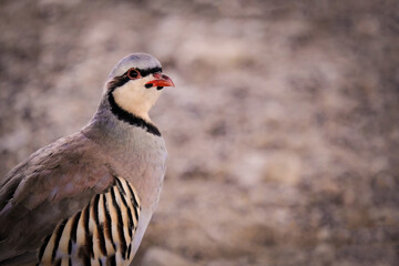 partridge